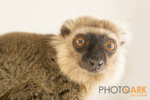 Photo by National Geographic Photographer Joel Sartore of the last Sanford's brown lemur, Ikoto, in a managed population at LCF