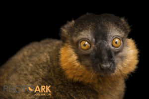 Photo by National Geographic Photographer Joel Sartore of collared lemur Jacques at LCF