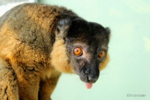 Collared brown lemur Antoine sticks his tongue out