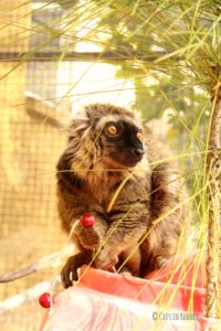 Sanford's brown lemur Ikoto eats a cranberry