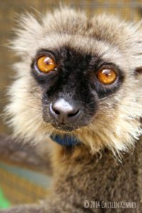 Sanford's brown lemur Ikoto