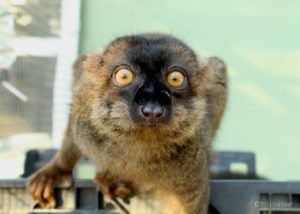 Common brown lemur Malbec stares at camera