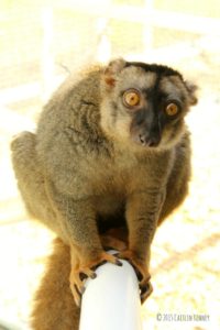 Common brown lemur Muga looks at camera