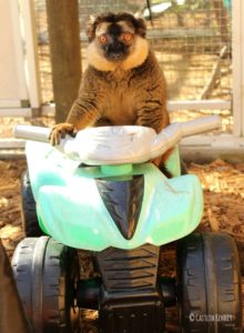 Collared brown lemur Olivier rides a toy 4-wheeler