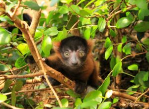 Red ruffed lemur infant Zazabe looks at camera