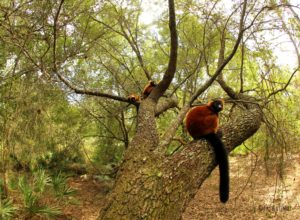 Red-ruffed lemurs Rivotra, Orana, and Volana lounge in an oak tree