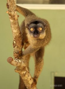 Common brown lemur Zinfandel perches on branch