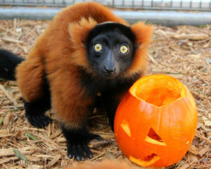 Red ruffed lemur Afo sits with pumpkin enrichment at Halloween