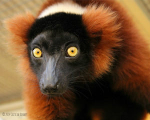 Red ruffed lemur Afo close-up