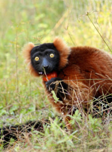 Red ruffed lemur Afo sits in grass in forest