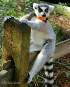 Ring-tailed lemur Allagash looks at camera