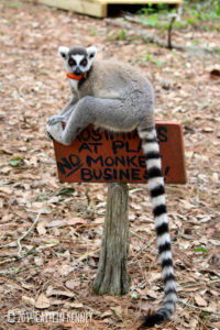 Ring-tailed lemur Allagash sits on sign saying 'Prosimians at play- no monkey business!