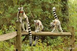 Ring-tailed lemurs Allagash, Duffy, Ansell and twin infants in forest
