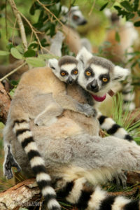 Ring-tailed mother Ansell with young son Goose