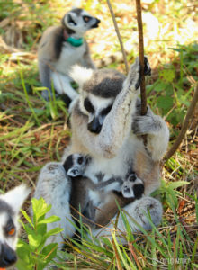 Ring-tailed lemur mom Ansell sleeping with young with twin infants
