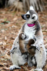 Ring-tailed lemur mother Ansell with infant twin offspring on ground