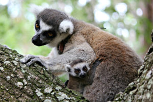 Ring-tailed lemur mom Ansell with young infant in tree