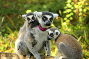 Ring-tailed lemur mother Ansell with twin offspring Duffy and Moose