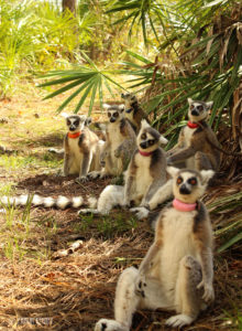Ring-tailed lemur family sits in the shade