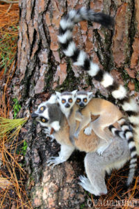 Ring-tailed lemur Ansell with twin offspring Moose and Duffy on her back