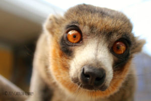 Mongoose lemur Bimbini Close-Up
