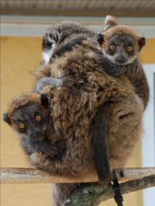 Infant mongoose lemur twins Juanito and Lucas both look at the camera