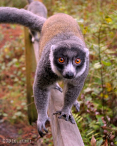 Mongoose lemur Christina
