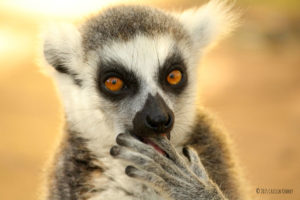 Ring-tailed lemur Crispin licks his fingers