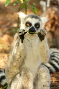 Ring tailed lemur Crispin eating a leaf