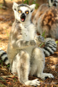 Ring tailed lemur Crispin looking happy with his mouth open