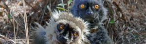 Sanford's lemurs Ikoto and Bao