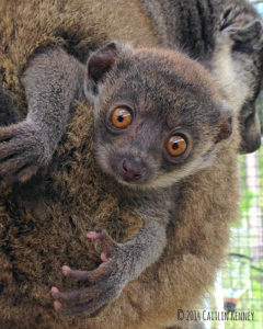 Infant mongoose lemur Luisa on mom Emilia's back