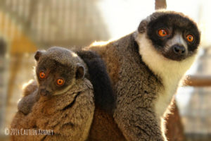 Mongoose lemur Emilia with infant Luisa