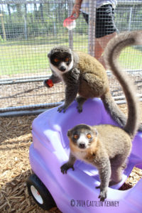 Mongoose lemurs Emilia and Pablo