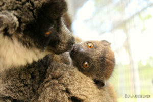 Infant mongoose lemur Rosalita looks at camera while mom Emilia grooms her