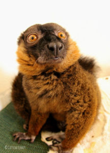 A close up view of collared lemur Jacques