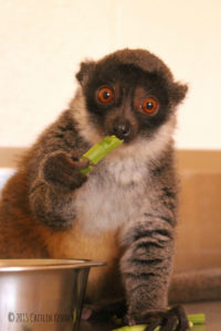 Mongoose lemur Julieta enjoys eating a green bean
