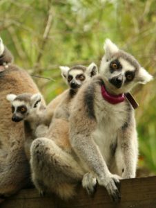 Ring-tailed lemur with babies sitting on branch