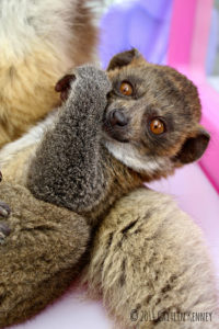 Infant mongoose lemur Mateo chews his thumb