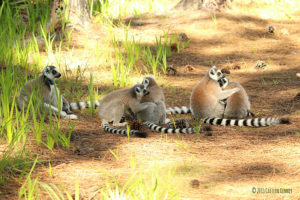 Ring tailed lemur family partakes in a grooming session