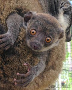 Baby mongoose lemur and mom