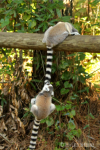 Infant twin ring tailed lemurs. Duffy bites Moose's tail