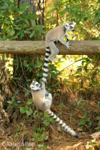 Twin infant ring tailed lemurs Moose and Duffy playing