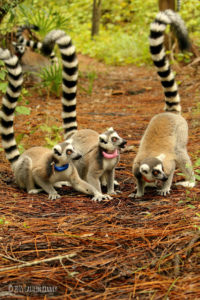 Young ring-tailed lemurs Moose, Duffy, and Allagash
