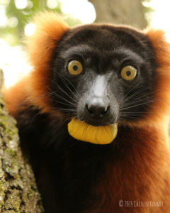 Red ruffed lemur Volana with wide eyes