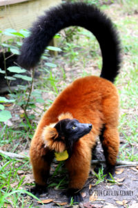 Red ruffed lemur volana on the ground