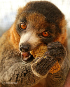 Mongoose lemur Pablo eating a piece of chow