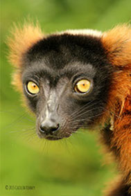 red rumped lemur