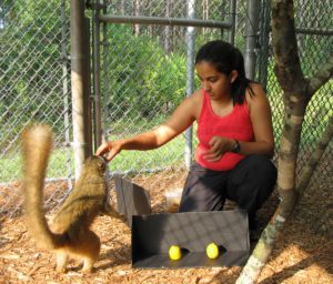 A graduate student and lemur
