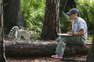 A researcher sitting on a log observing a ring-tailed lemur at LCF